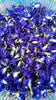 Butterfly Pea Flowers Naturally Thai Shop