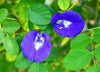 Butterfly Pea Flower Naturally Thai Shop